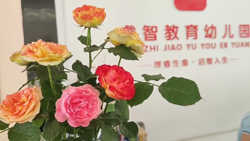 美丽的花儿